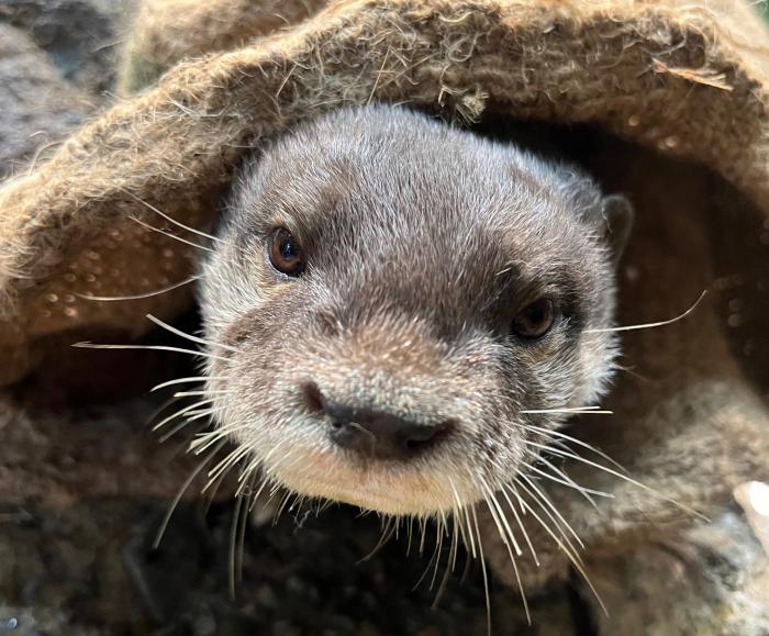 コツメカワウソのサン