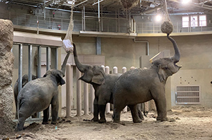 円山動物園を応援する