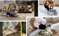 【来園者特典】動物の食べる様子を見てみよう！